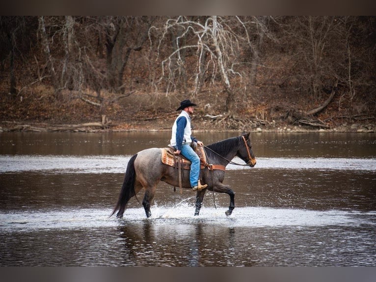 American Quarter Horse Castrone 17 Anni 155 cm Baio roano in Middletown OH