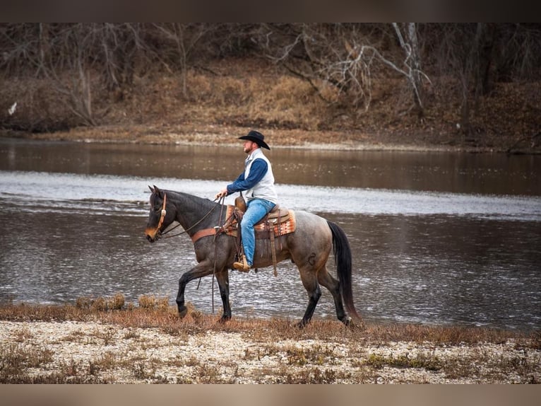 American Quarter Horse Castrone 17 Anni 155 cm Baio roano in Middletown OH