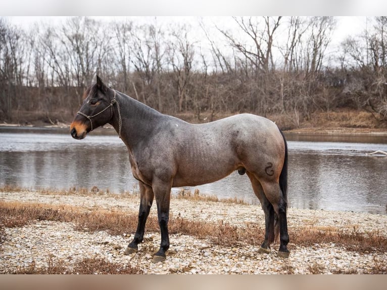 American Quarter Horse Castrone 17 Anni 155 cm Baio roano in Middletown OH