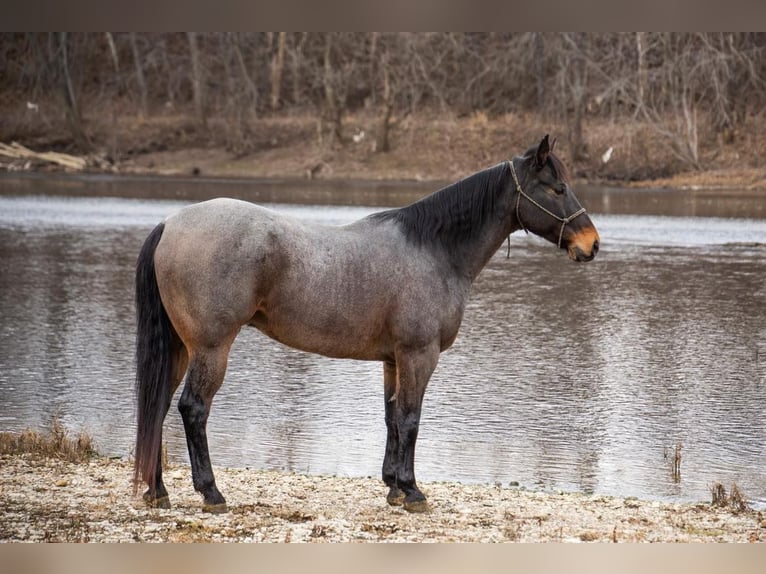 American Quarter Horse Castrone 17 Anni 155 cm Baio roano in Middletown OH