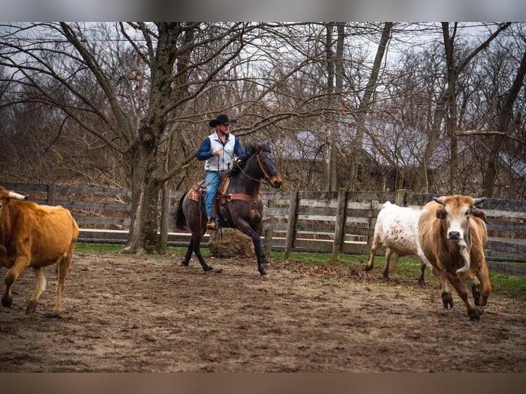 American Quarter Horse Castrone 17 Anni 155 cm Baio roano in Middletown OH