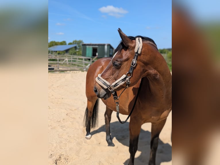 American Quarter Horse Castrone 17 Anni 155 cm Baio scuro in Flensburg