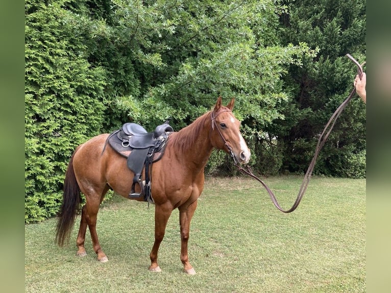 American Quarter Horse Castrone 17 Anni 155 cm Roano rosso in Royersford