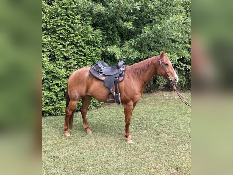 American Quarter Horse Castrone 17 Anni 155 cm Roano rosso in Royersford