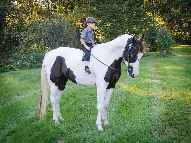 American Quarter Horse Castrone 17 Anni 155 cm Tobiano-tutti i colori in Coatesville PA