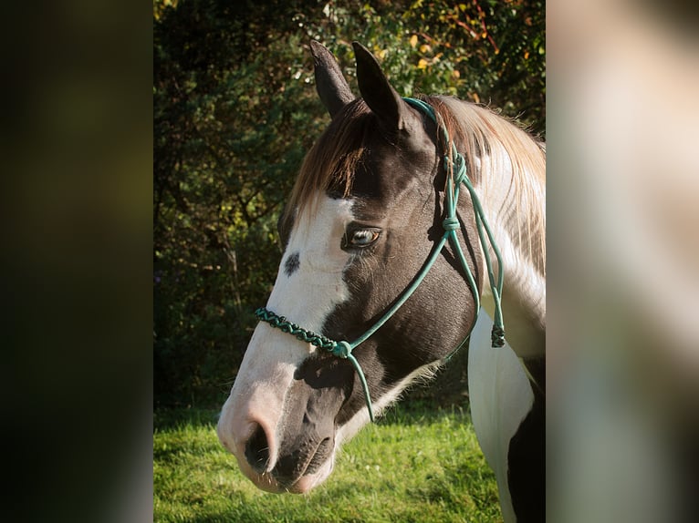 American Quarter Horse Castrone 17 Anni 155 cm Tobiano-tutti i colori in Coatesville PA