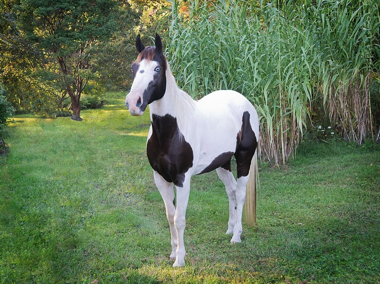 American Quarter Horse Castrone 17 Anni 155 cm Tobiano-tutti i colori in Coatesville PA