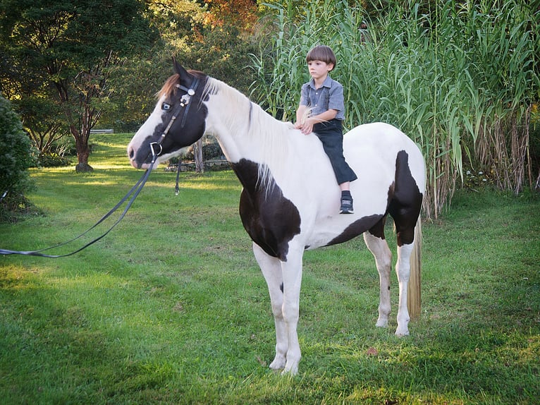 American Quarter Horse Castrone 17 Anni 155 cm Tobiano-tutti i colori in Coatesville PA