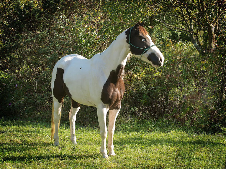 American Quarter Horse Castrone 17 Anni 155 cm Tobiano-tutti i colori in Coatesville PA