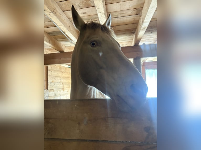 American Quarter Horse Castrone 17 Anni 156 cm Falbo in Regau