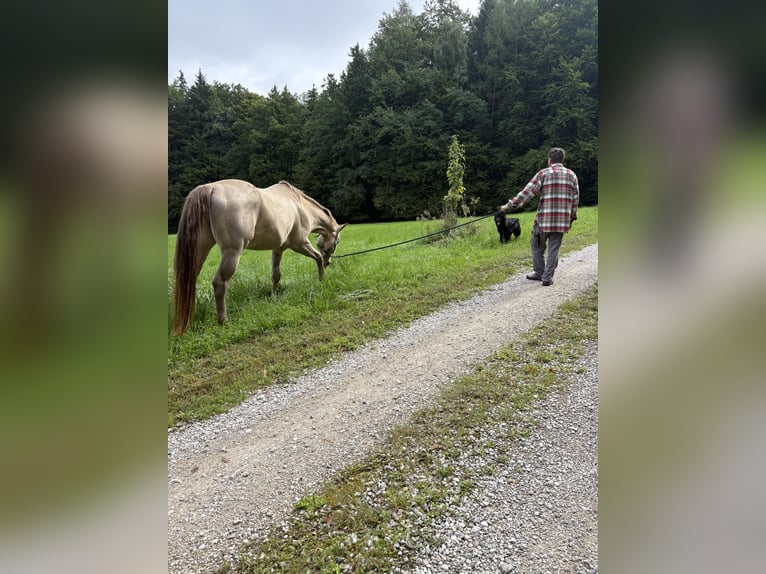 American Quarter Horse Castrone 17 Anni 156 cm Falbo in Regau