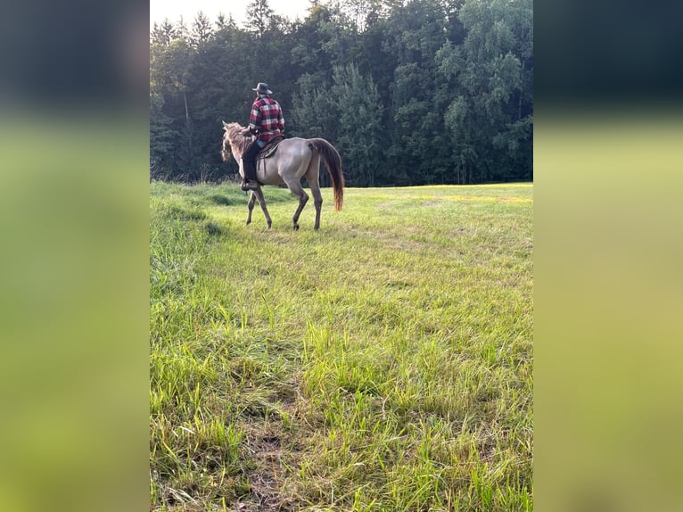 American Quarter Horse Castrone 17 Anni 156 cm Falbo in Regau