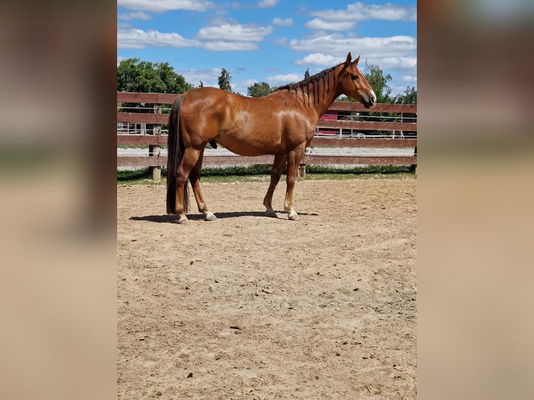 American Quarter Horse Castrone 17 Anni 156 cm Sauro in Böhl-Iggelheim
