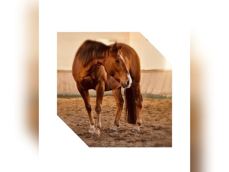 American Quarter Horse Castrone 17 Anni 156 cm Sauro in Böhl-Iggelheim