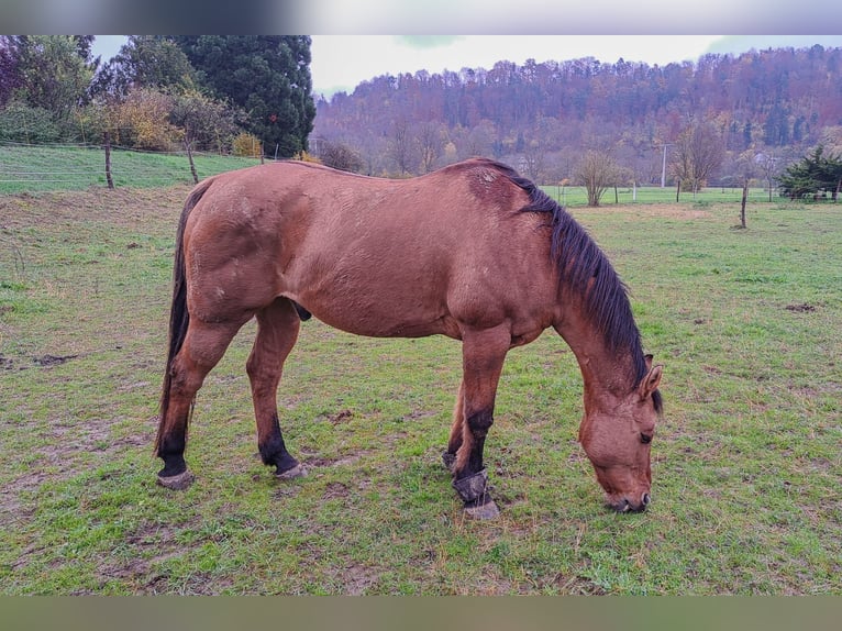 American Quarter Horse Castrone 17 Anni 157 cm Baio in Rottenburg am Neckar