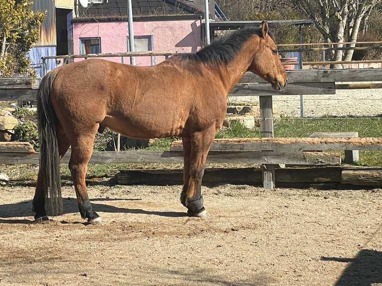 American Quarter Horse Castrone 17 Anni 157 cm Baio in Rottenburg am Neckar