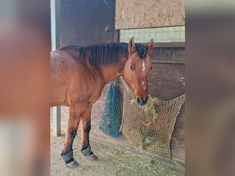 American Quarter Horse Castrone 17 Anni 157 cm Baio in Rottenburg am Neckar