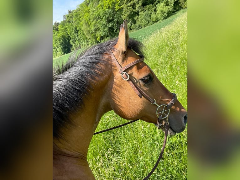 American Quarter Horse Castrone 17 Anni 157 cm Baio in Rottenburg am Neckar