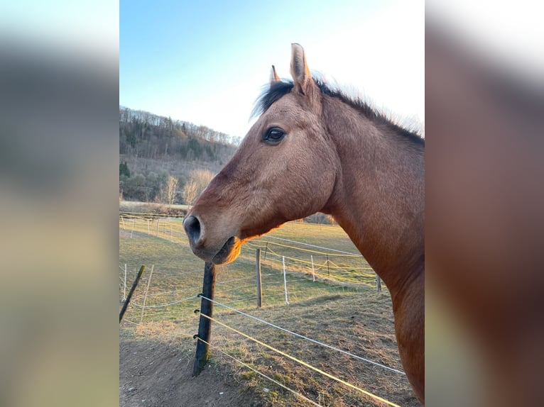 American Quarter Horse Castrone 17 Anni 157 cm Baio in Rottenburg am Neckar