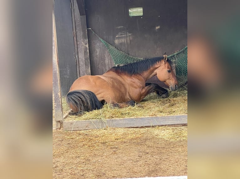 American Quarter Horse Castrone 17 Anni 157 cm Baio in Rottenburg am Neckar