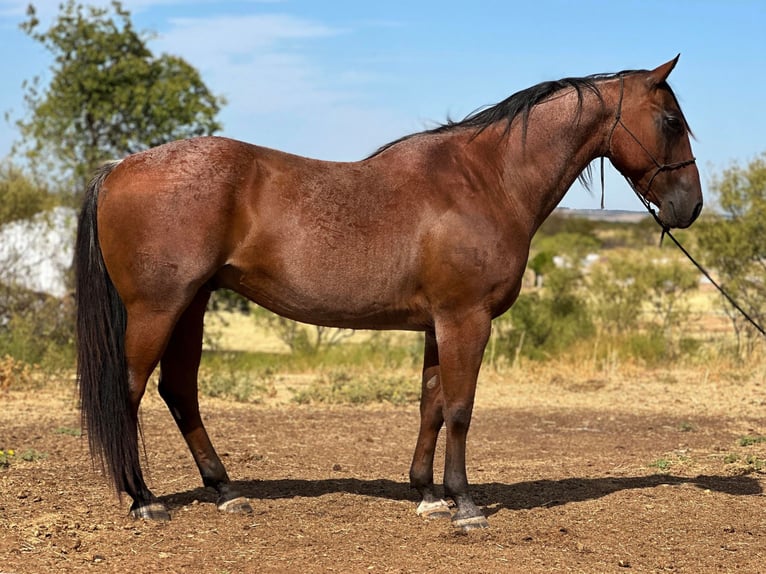 American Quarter Horse Castrone 17 Anni 157 cm Baio roano in Byers TX