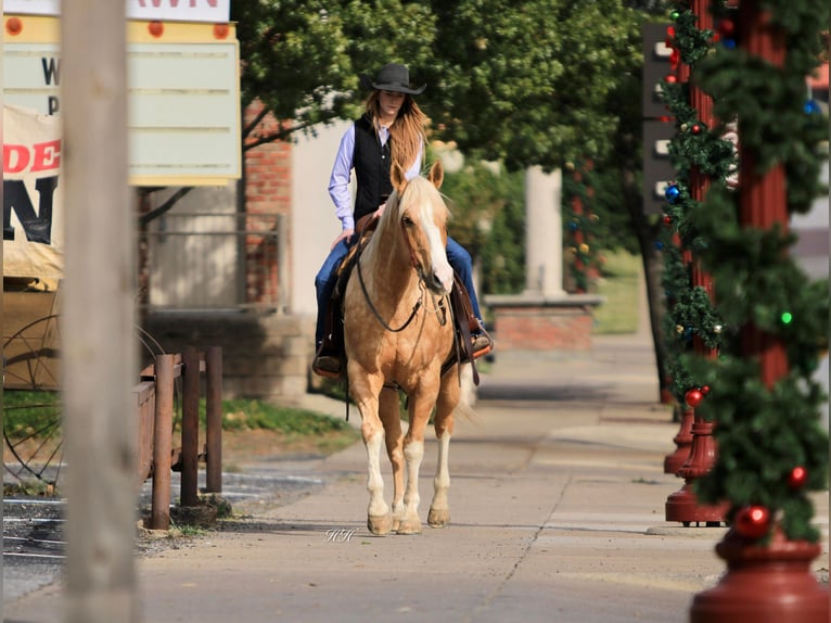 American Quarter Horse Castrone 17 Anni 157 cm Palomino in Weatherford TX