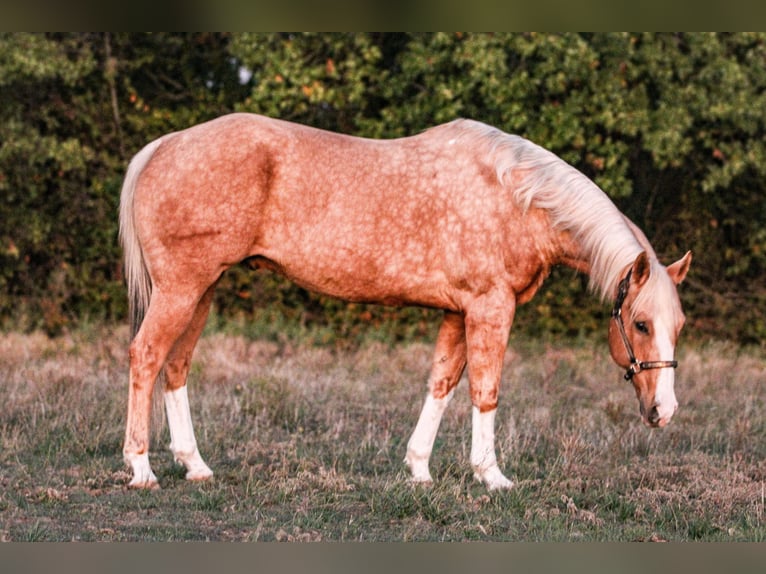 American Quarter Horse Castrone 17 Anni 157 cm Palomino in Weatherford TX