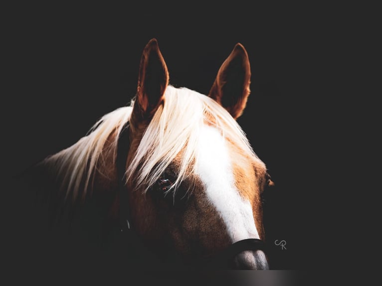 American Quarter Horse Castrone 17 Anni 157 cm Palomino in Weatherford TX