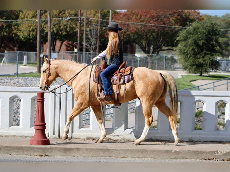 American Quarter Horse Castrone 17 Anni 157 cm Palomino in Weatherford TX