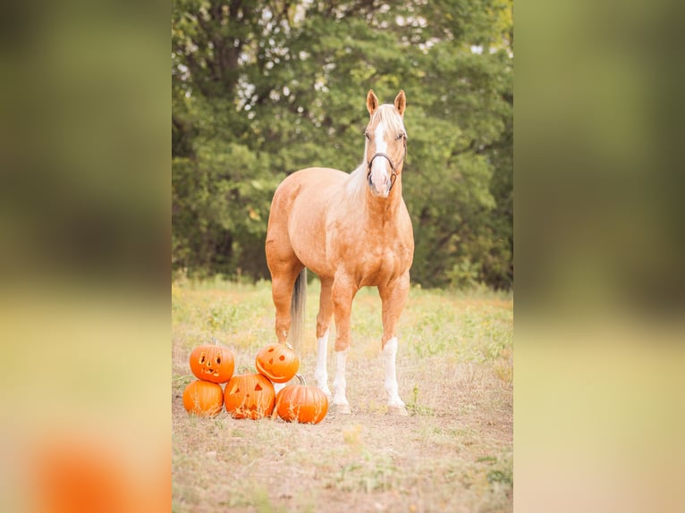 American Quarter Horse Castrone 17 Anni 157 cm Palomino in Weatherford TX