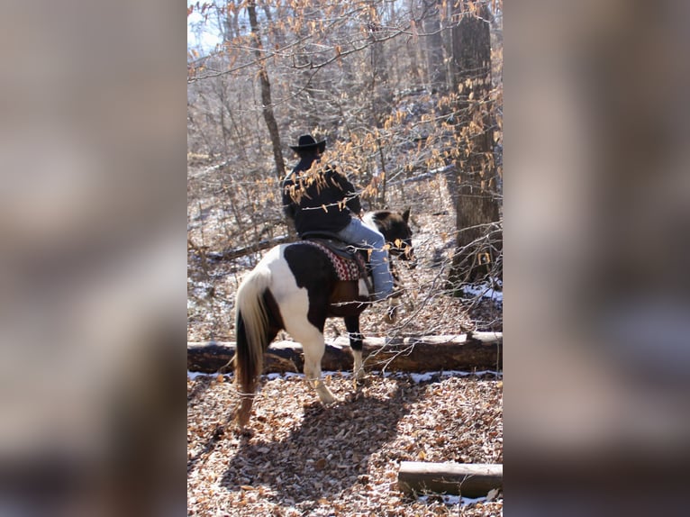 American Quarter Horse Castrone 17 Anni 157 cm Tobiano-tutti i colori in Borden IN