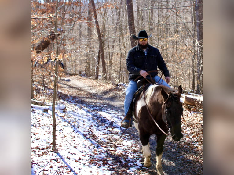 American Quarter Horse Castrone 17 Anni 157 cm Tobiano-tutti i colori in Borden IN