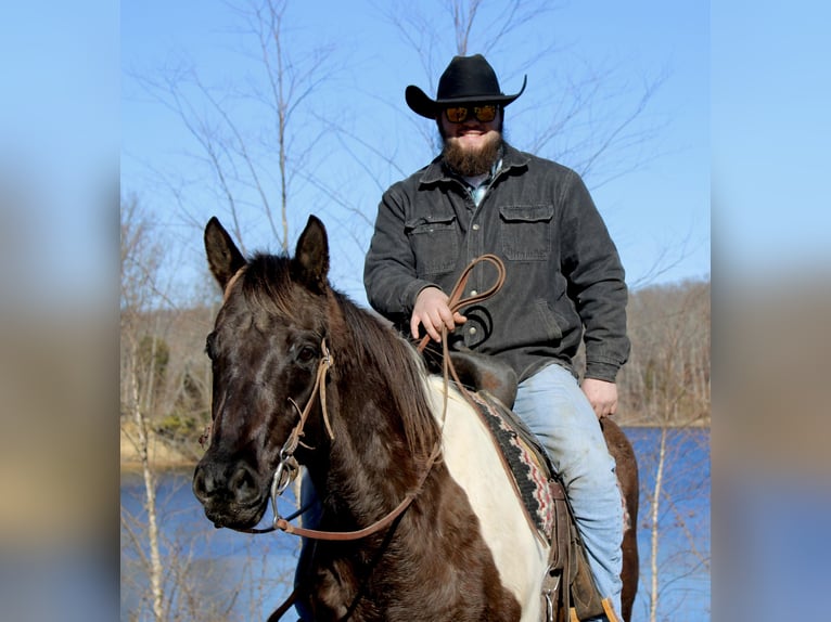 American Quarter Horse Castrone 17 Anni 157 cm Tobiano-tutti i colori in Borden IN