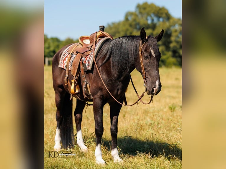 American Quarter Horse Castrone 17 Anni 160 cm Morello in Quitman, AR