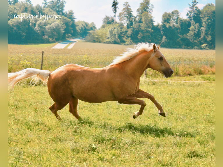 American Quarter Horse Castrone 17 Anni 160 cm Palomino in Traunreut
