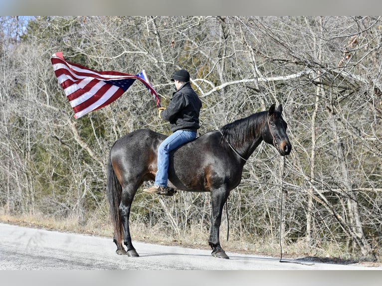 American Quarter Horse Castrone 17 Anni 160 cm Roano blu in Sweet Springs, MO