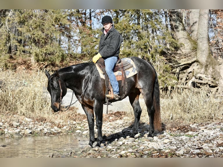 American Quarter Horse Castrone 17 Anni 160 cm Roano blu in Sweet Springs, MO