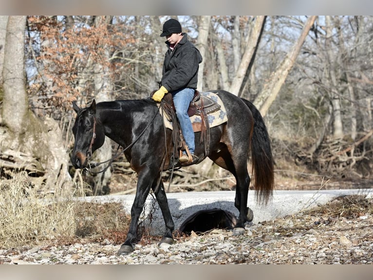 American Quarter Horse Castrone 17 Anni 160 cm Roano blu in Sweet Springs, MO