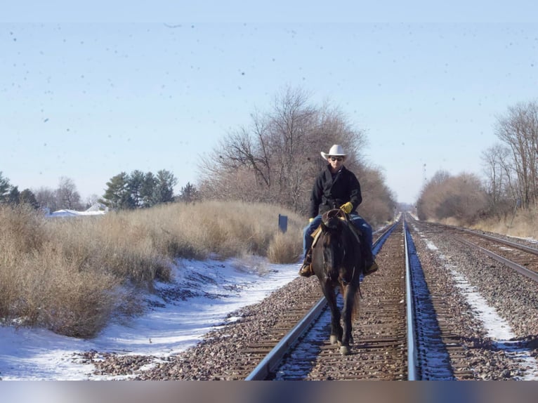 American Quarter Horse Castrone 17 Anni 160 cm Roano blu in Sweet Springs, MO