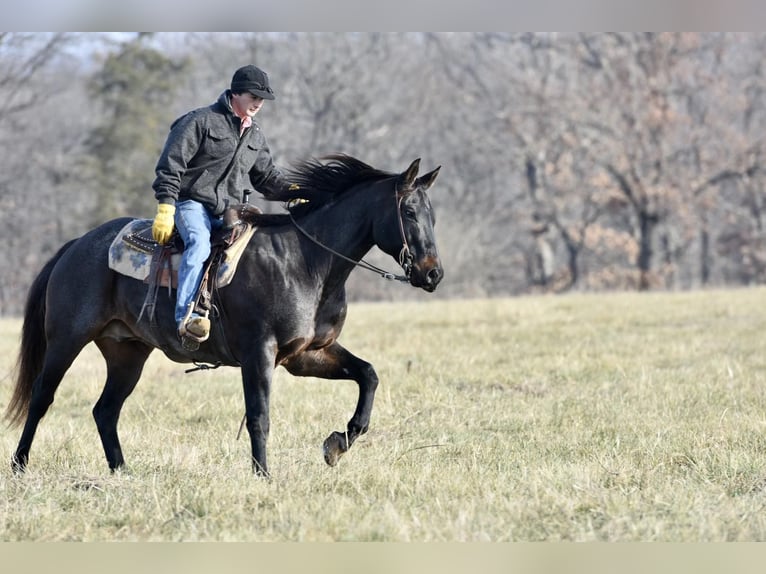 American Quarter Horse Castrone 17 Anni 160 cm Roano blu in Sweet Springs, MO