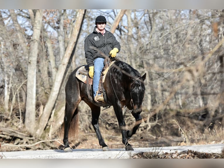 American Quarter Horse Castrone 17 Anni 160 cm Roano blu in Sweet Springs, MO