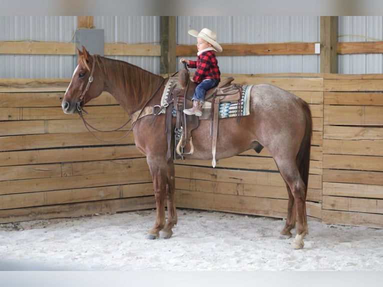 American Quarter Horse Castrone 17 Anni 160 cm Roano rosso in Sanora KY