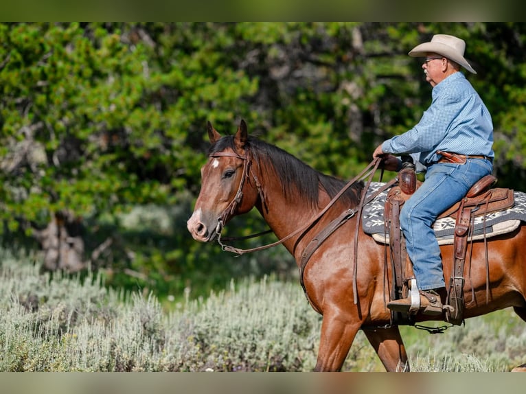American Quarter Horse Castrone 17 Anni 163 cm Baio ciliegia in Statesville
