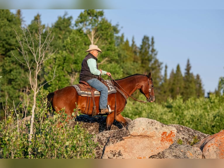 American Quarter Horse Castrone 17 Anni 163 cm Baio ciliegia in Statesville
