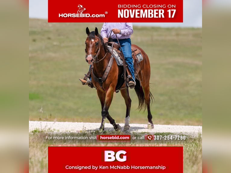 American Quarter Horse Castrone 17 Anni 163 cm Baio ciliegia in Statesville