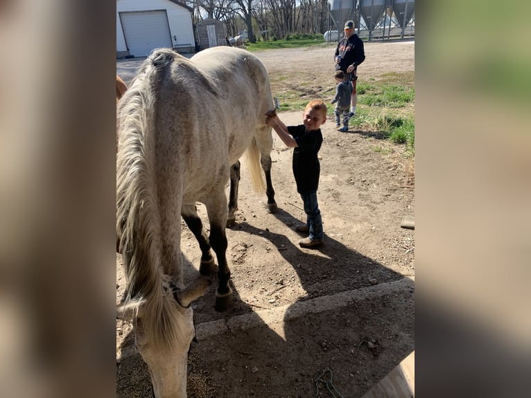 American Quarter Horse Castrone 17 Anni 163 cm Grigio in Akron, Iowa