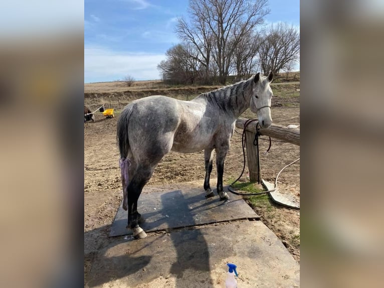 American Quarter Horse Castrone 17 Anni 163 cm Grigio in Akron, Iowa