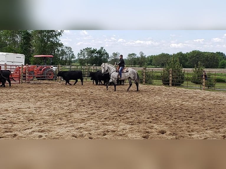American Quarter Horse Castrone 17 Anni 163 cm Grigio in Akron, Iowa