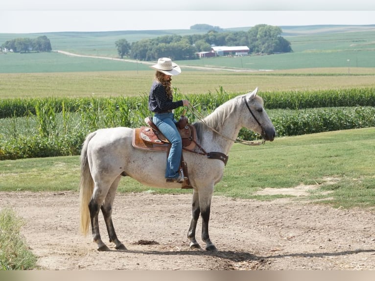 American Quarter Horse Castrone 17 Anni 163 cm Grigio in Akron, Iowa