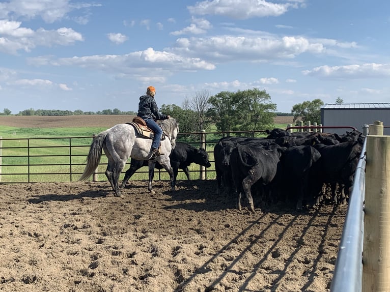 American Quarter Horse Castrone 17 Anni 163 cm Grigio in Akron, Iowa